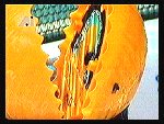 Venus Fly Trap Video